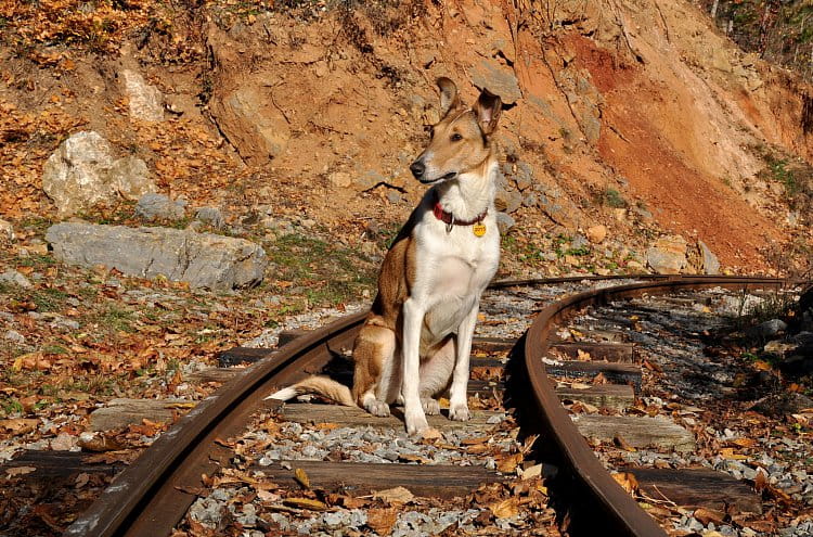 Dog on rail