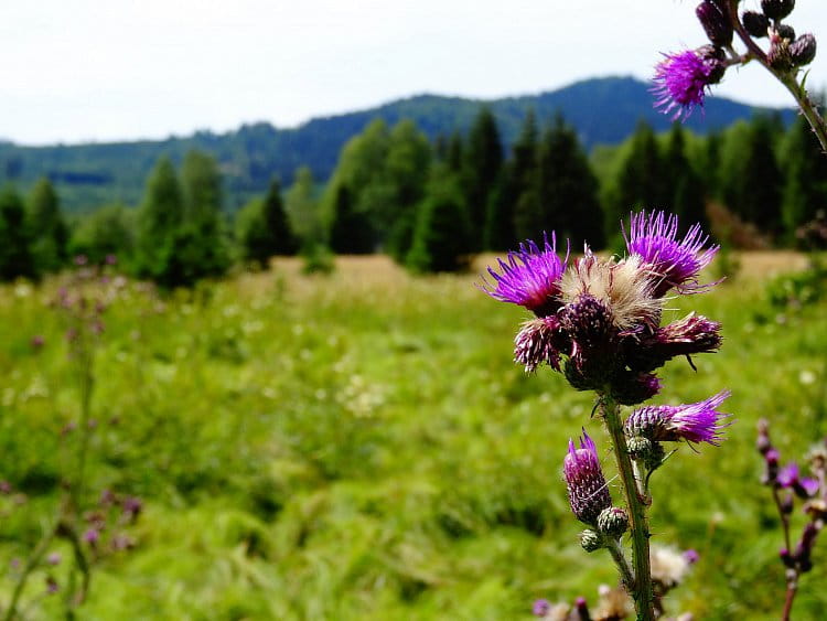 Národní park Šumava