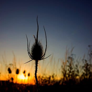 Dipsacus