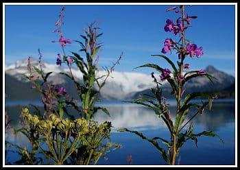 Flóra - Garibaldi Lake