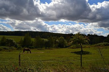 Pasoucí se kůň