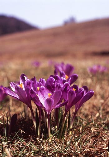 šafrány velvia