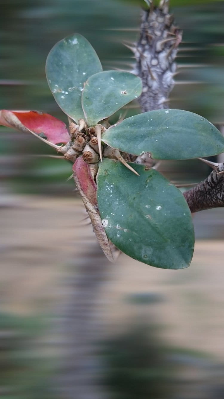 Botanická fauna