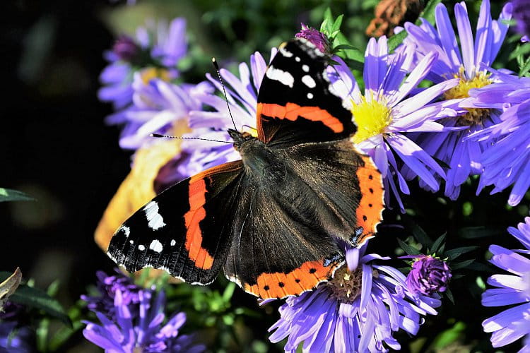 Vanessa atalanta