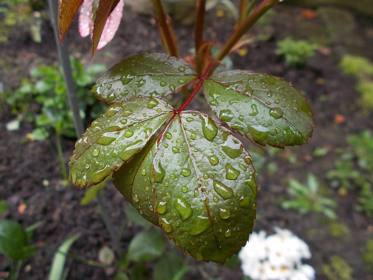 leaf with dew