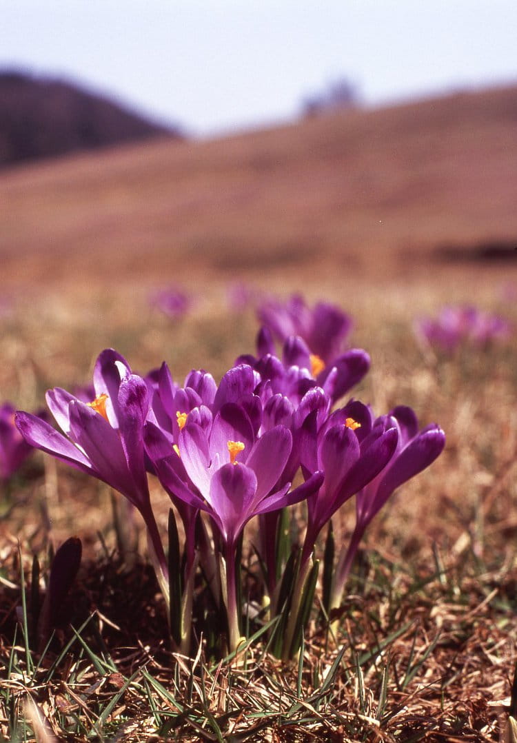 šafrány velvia