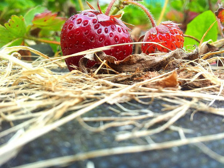 Strawberries