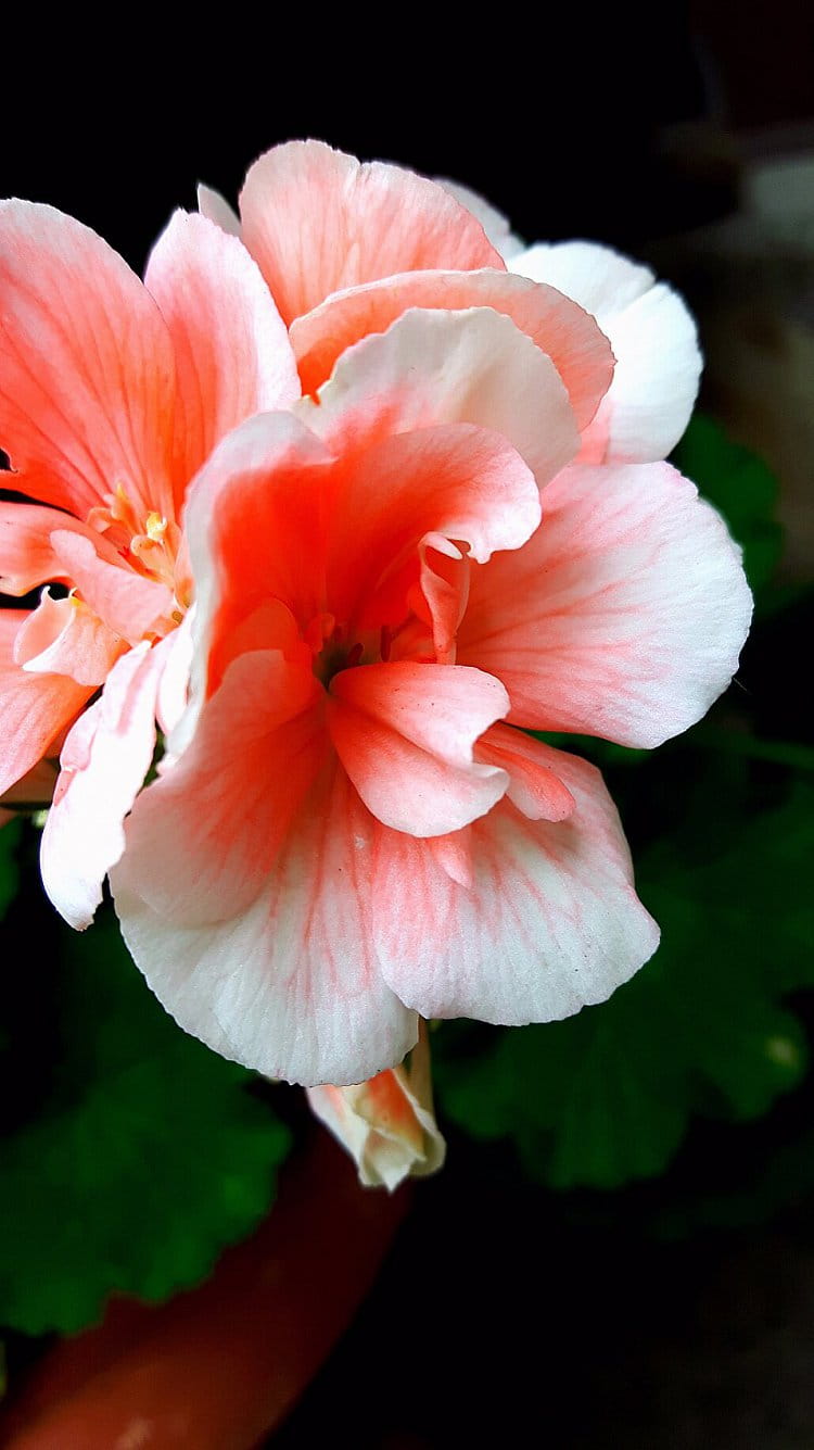 Orange flower or red flower?