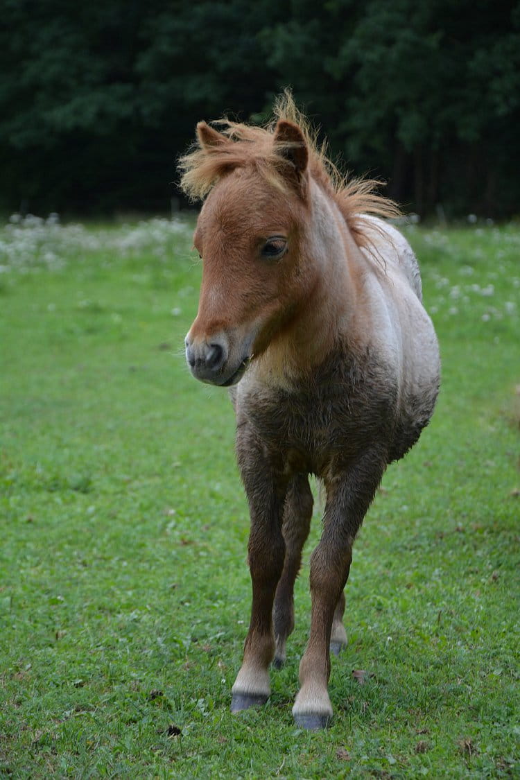 Little pony