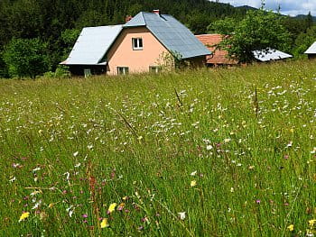 letní louka na Valašsku