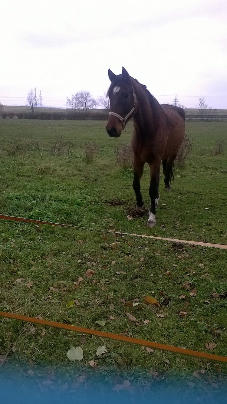 laska  mezi z  viřetemem a člověkaem