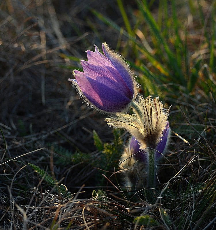 lampička