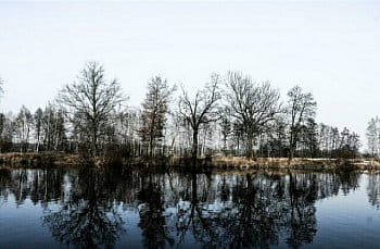 Reflekce stromů na řece