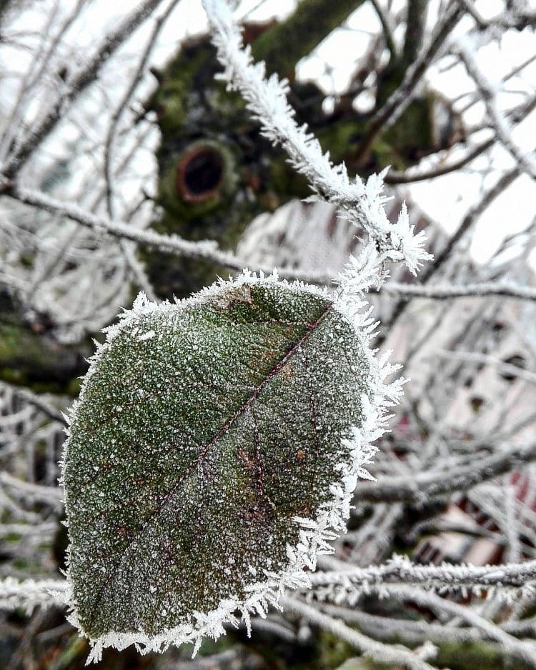 Detail posledního listu loňské zimy