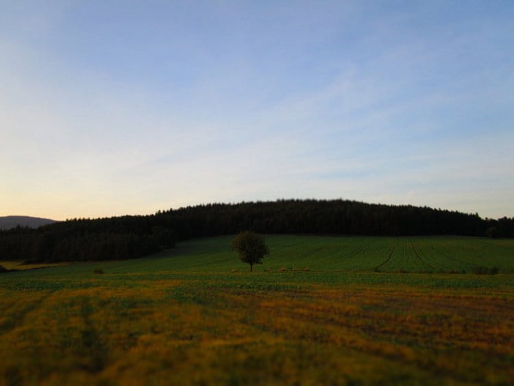 Sám strom v poli