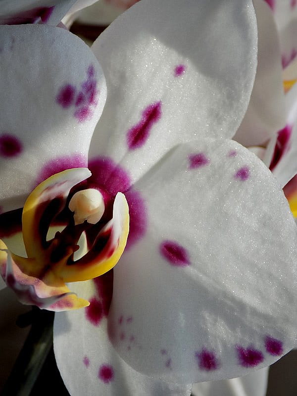 Orchidej Phalaenopsis