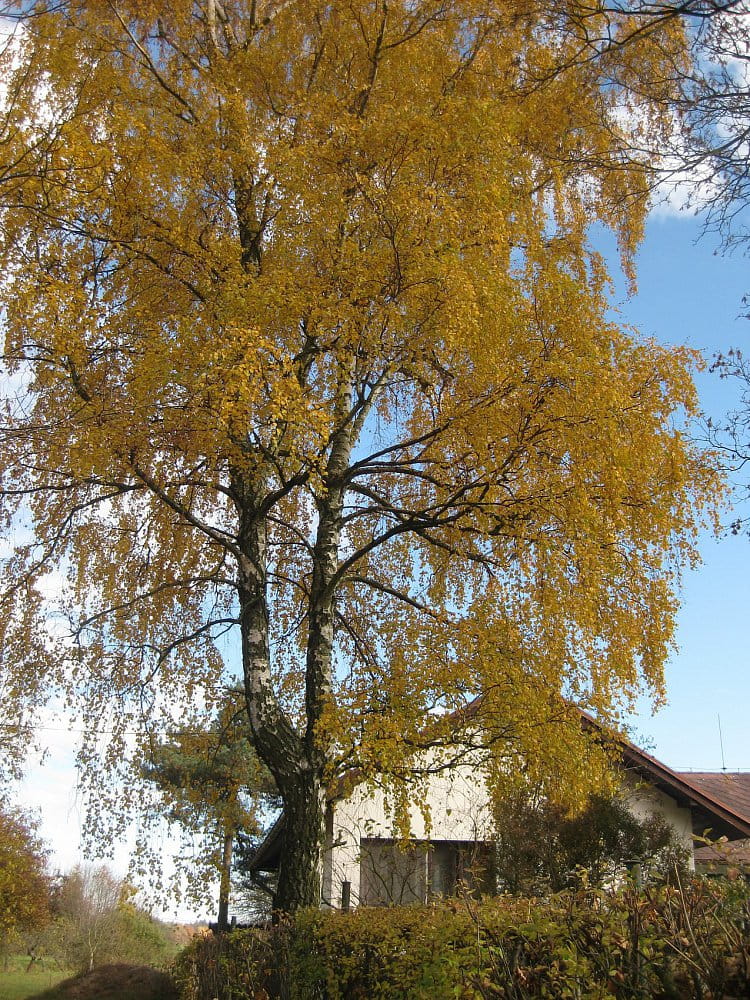 Bříza na podzim