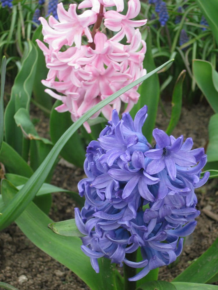 Hyacinty