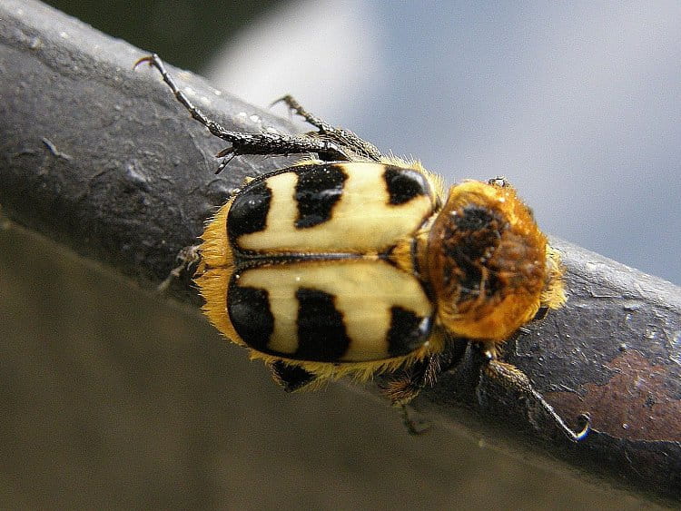 Zdobenec  Trichius