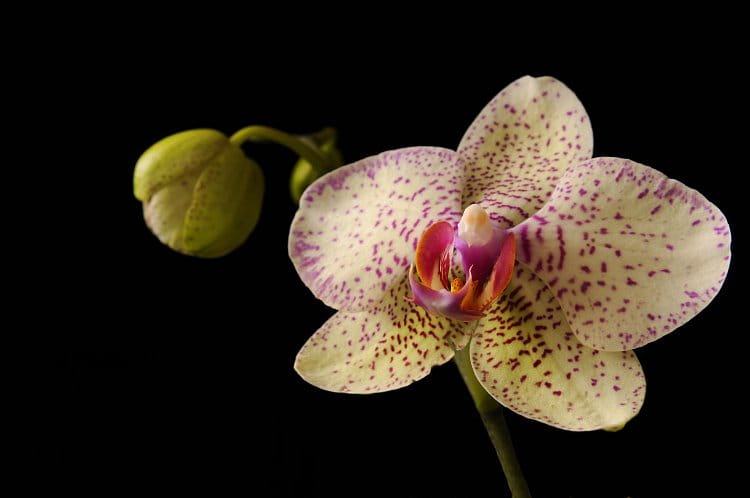 Phalaenopsis