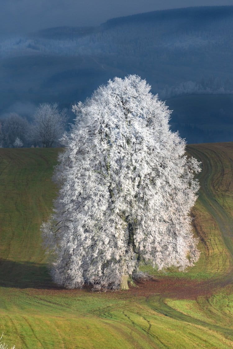 Stojící, krásná