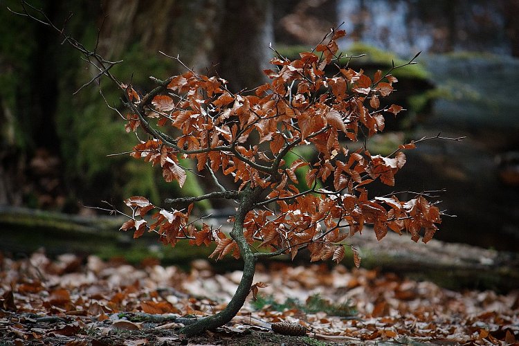 Bonsai fagus