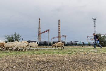 Pasení ovcí v průmyslové části Gruzie