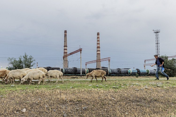 Pasení ovcí v průmyslové části Gruzie