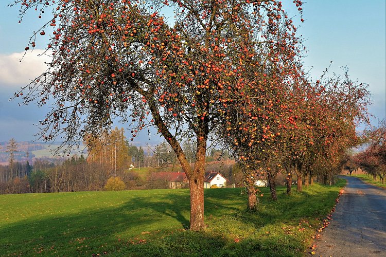 Jabloňová.