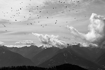 Ptáci nad Alpami