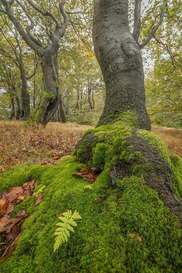 V mechu a kapradí