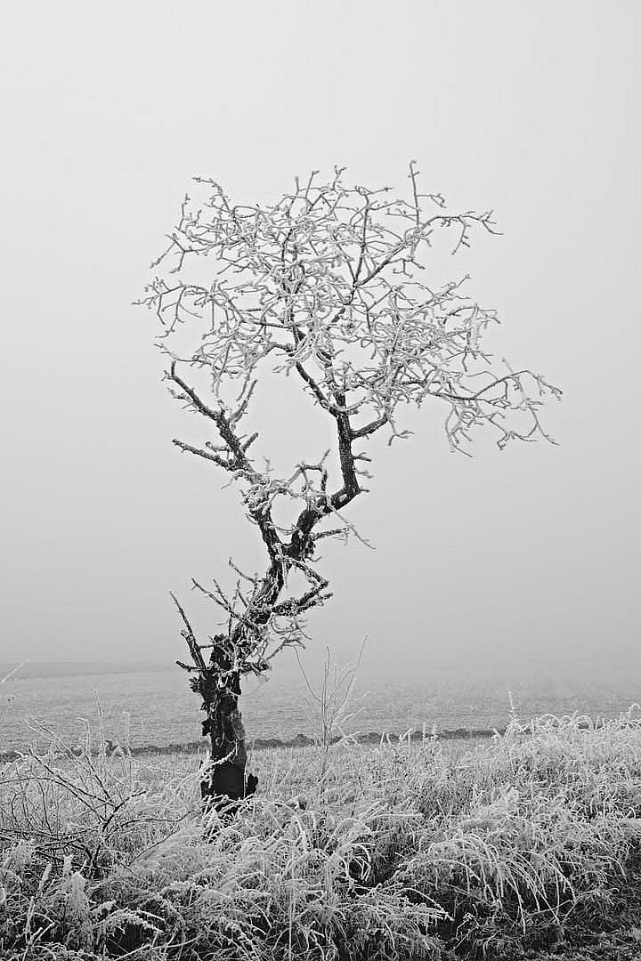 Strom života