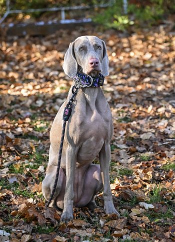 The Weimaraner